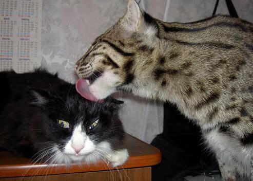 绿军心脏抢七夜跳动最烈处,只刻一个名字,塔图姆