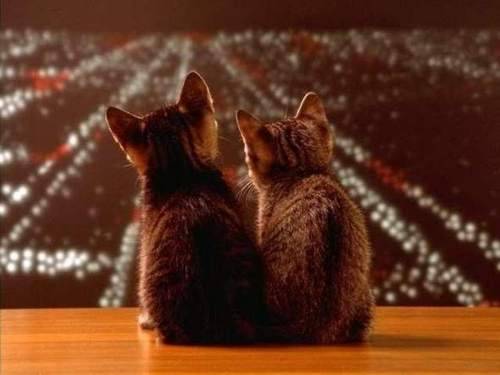 开云-星条旗风暴席卷中北美，德布劳内神级调度点燃2026世界杯D组，美国队完胜哥斯达黎加宣告新王降临
